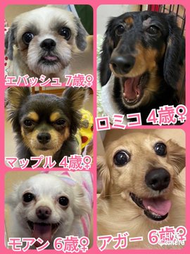 🐾今日の里親様募集中ワンコ🐶メンバーです🐾2022,11,30【保護犬カフェ天神橋店】